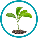 circle plant